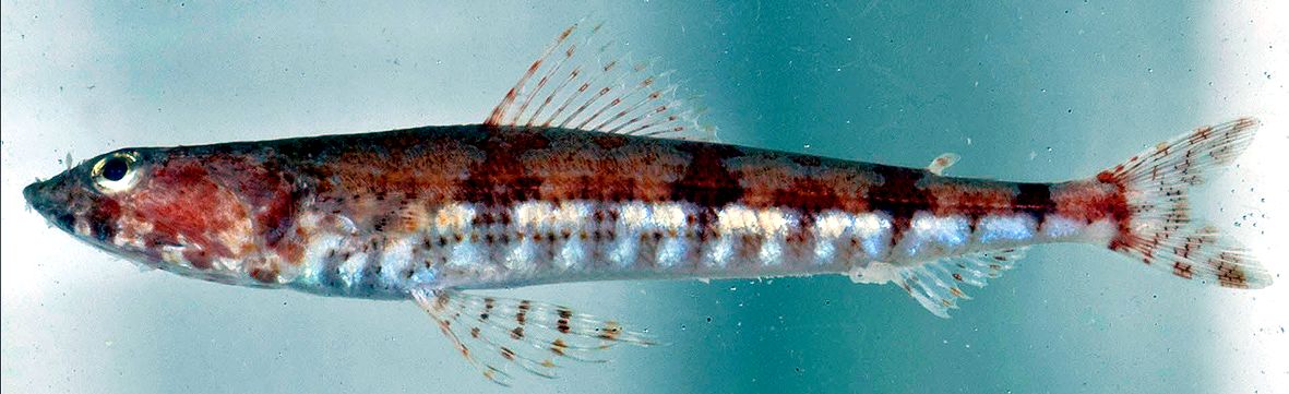 Synodus synodus_04.jpg